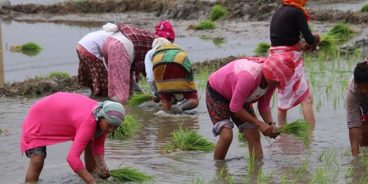 झापामा २० हजार हेक्टर जमिनमा चैते धानखेती