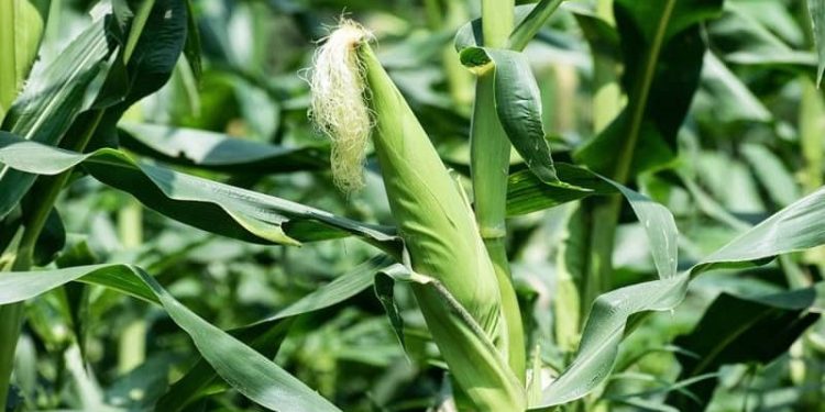 मकैका पाँच जात सिफारिस गर्ने तयारी