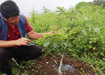 ओखर खेतीमा बढ्दो आकर्षण