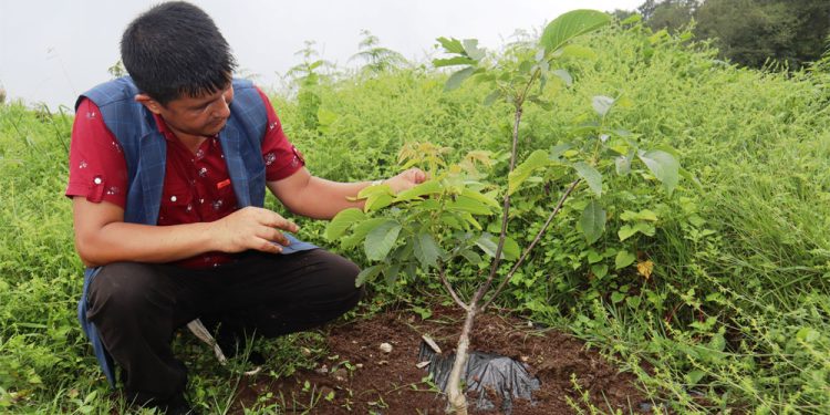 ओखर खेतीमा बढ्दो आकर्षण