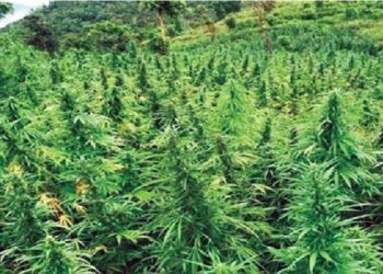 गाँजा खेतीको वैधानिकता अर्थतन्त्र बलियो बनाउने माध्यम