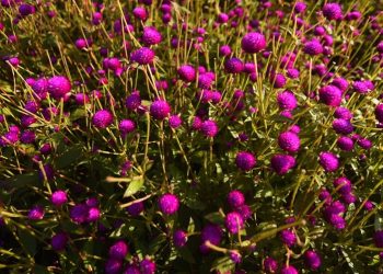 वार्षिक १२ करोडको पुष्पजन्य वस्तु आयात, २ करोडको निर्यात